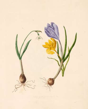 Sketches of flowers from nature, 1801 - фото 1