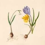 Sketches of flowers from nature, 1801 - photo 1
