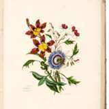 Sketches of flowers from nature, 1801 - фото 2