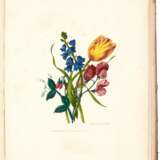 Sketches of flowers from nature, 1801 - фото 3