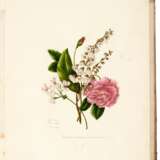 Sketches of flowers from nature, 1801 - Foto 4