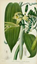 L'Horticulteur universel, Paris, 1839-47, 8 vols, contemporary green morocco gilt by Bauzonnet