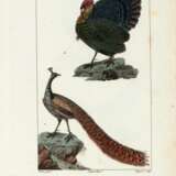 Traité d'ornithologie, Paris, 1831, 2 volumes - фото 2