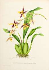 Pescatorea. Iconographie des orchidées, Brussels, Ghent and Leipzig [1854-]1860, green half calf