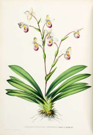 Pescatorea. Iconographie des orchidées, Brussels, Ghent and Leipzig [1854-]1860, green half calf - фото 2