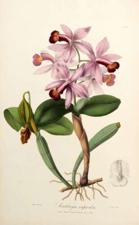 Sertum orchidaceum, London, 1838, contemporary green half calf rebacked - фото 1