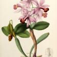 Sertum orchidaceum, London, 1838, contemporary green half calf rebacked - Prix ​​des enchères