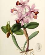 Джон Линдли. Sertum orchidaceum, London, 1838, contemporary green half calf rebacked