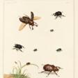 The English entomologist, 1792 - Auction prices