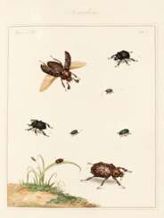 The English entomologist, 1792