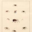 Aranei, or a natural history of spiders, 1793, 2 parts in 1 volume - Аукционные цены