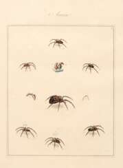 Aranei, or a natural history of spiders, 1793, 2 parts in 1 volume