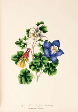 Choice Flowers, London, 1849, original red morocco gilt - photo 2