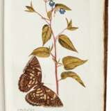 Plantae rariores vivis coloribus, Leiden, 1789 - фото 1