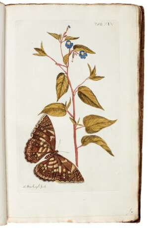 Plantae rariores vivis coloribus, Leiden, 1789 - photo 1