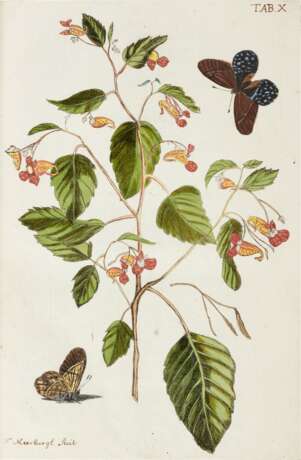 Plantae rariores vivis coloribus, Leiden, 1789 - Foto 2