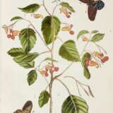 Plantae rariores vivis coloribus, Leiden, 1789 - photo 2