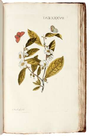 Plantae rariores vivis coloribus, Leiden, 1789 - фото 3