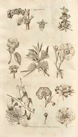 The Gardener's and Botanist's Dictionary, London, 1807, 4 vols, contemporary calf gilt - Foto 1