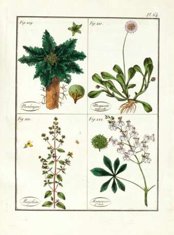 Plantes usuelles, indigènes et exotiques, Paris, 1802, 2 volumes, contemporary green half morocco - фото 2