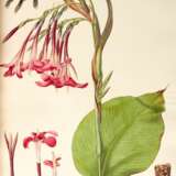 Monandrian Plants of the Order Scimitaneae, Liverpool, [1824-]28, modern green half morocco - photo 1
