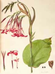 Monandrian Plants of the Order Scimitaneae, Liverpool, [1824-]28, modern green half morocco