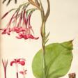 Monandrian Plants of the Order Scimitaneae, Liverpool, [1824-]28, modern green half morocco - Auction archive