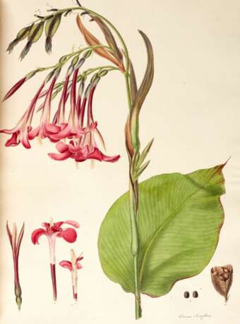 Monandrian Plants of the Order Scimitaneae, Liverpool, [1824-]28, modern green half morocco - Foto 1