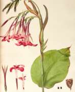 Уильям Роскоу. Monandrian Plants of the Order Scimitaneae, Liverpool, [1824-]28, modern green half morocco