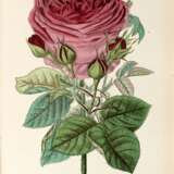 Roses et rosiers par des horticulteurs et des amateurs de jardinage, Paris, [c.1875], later cloth - фото 1