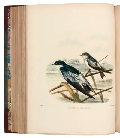 A Monograph of the Hirundinidae, 1885-1894, 2 volumes - фото 1