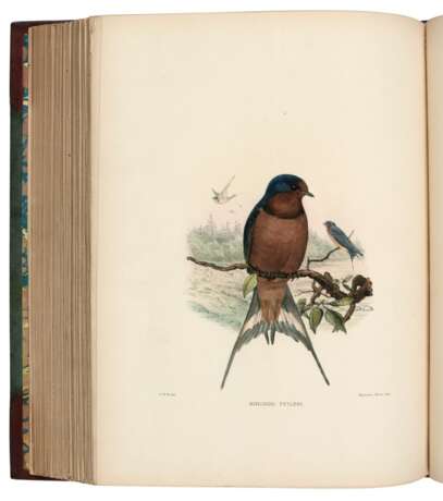 A Monograph of the Hirundinidae, 1885-1894, 2 volumes - фото 2