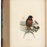 A Monograph of the Hirundinidae, 1885-1894, 2 volumes - фото 2