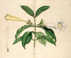 [Icones pictae plantarum rariorum, London, 1790-93], contemporary brown half calf