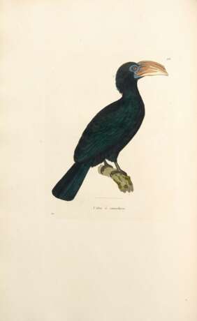 Nouveau recueil de planches coloriées d'oiseaux, 1838, 5 vols, contemporary half calf - фото 1