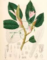 Verhandelingen over de natuurlijke geschiedenis, Leiden, 1839-42, vol 1 of 3 only