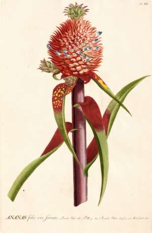 Plantae selectae..., [Nuremberg, 1750-1773] - photo 1