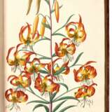 Plantae selectae..., [Nuremberg, 1750-1773] - фото 2