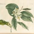 Georgicks [Bucolicks], translated by John Martyn, 1741-49, 2 vols, colour-printed botanical plates - Auction prices