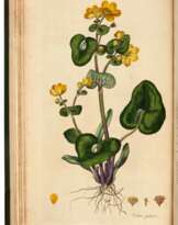 Flora londinensis, London, 1777, first edition, 5 vols (of 6), bound in 3, 19th century half morocco