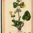 Flora londinensis, London, 1777, first edition, 5 vols (of 6), bound in 3, 19th century half morocco - Auction prices