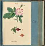 "Ligna patriae collecta et depicta", album of 95 botanical watercolours, Saxony, 19th century - Foto 3