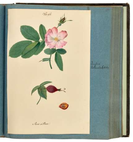 "Ligna patriae collecta et depicta", album of 95 botanical watercolours, Saxony, 19th century - Foto 3