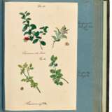 "Ligna patriae collecta et depicta", album of 95 botanical watercolours, Saxony, 19th century - Foto 4