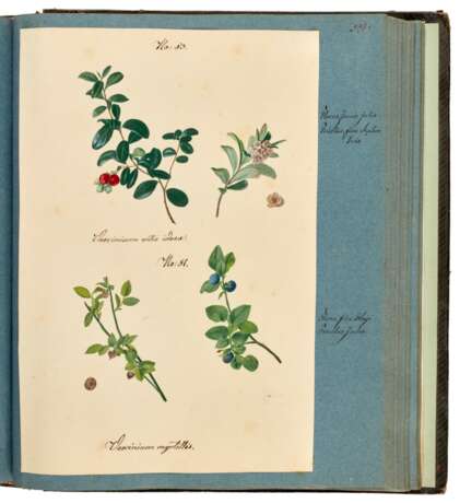"Ligna patriae collecta et depicta", album of 95 botanical watercolours, Saxony, 19th century - photo 4