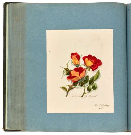 "Ligna patriae collecta et depicta", album of 95 botanical watercolours, Saxony, 19th century - Foto 5