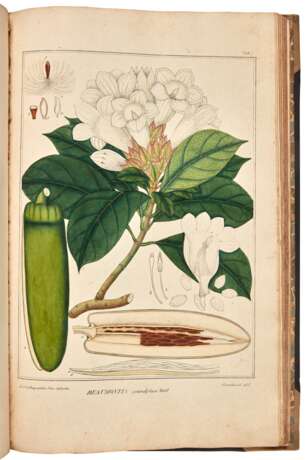 Digitalium monographia, London, 1821, first edition, later buckram boards - фото 2