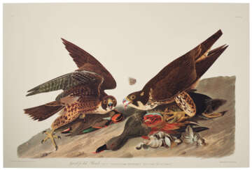 58 reproduction prints from Birds of North America
