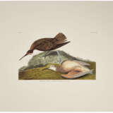 58 reproduction prints from Birds of North America - photo 2