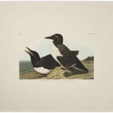 58 reproduction prints from Birds of North America - Foto 4